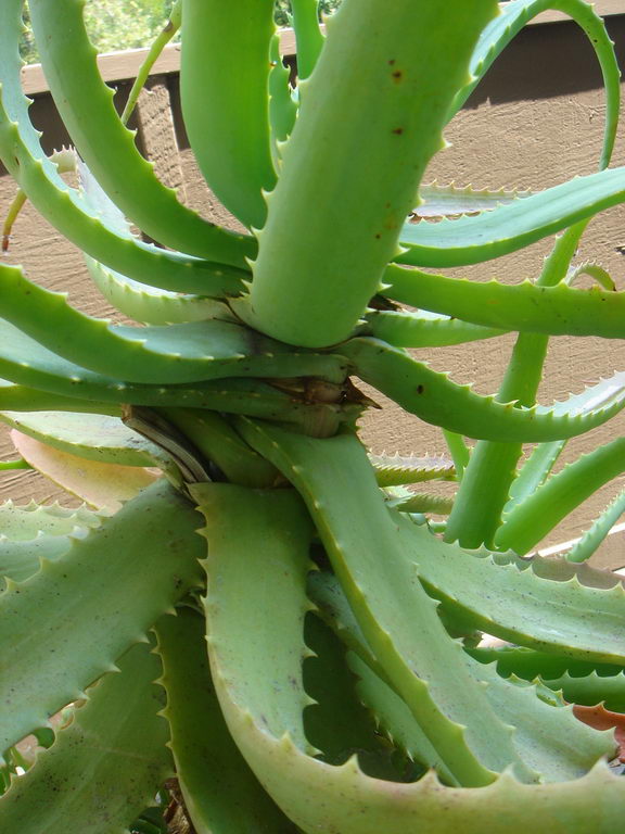 Krantz aloe